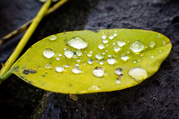 IMGP0983